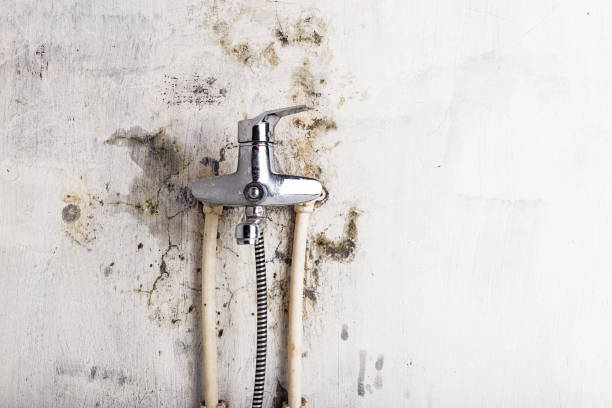 Best Industrial Mold Remediation in Swansea, IL