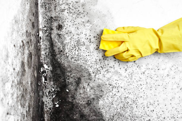Best Basement Mold Remediation in Swansea, IL