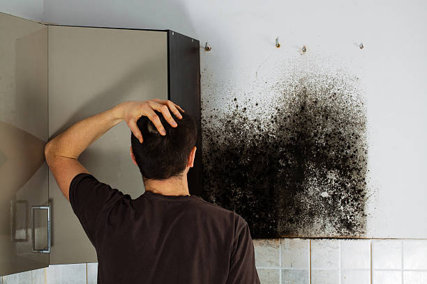 Best Commercial Mold Remediation in Swansea, IL